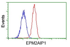 EPM2AIP1 Antibody (clone OTI1F11)