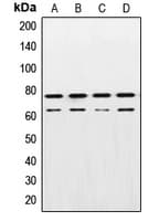 LMNA / Lamin A+C Antibody (Internal)