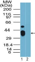 Rhox9 Antibody (aa82-96)