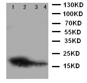 MB / Myoglobin Antibody (aa138-154)