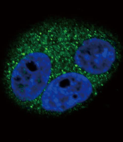 CD14 Antibody (aa54-83)