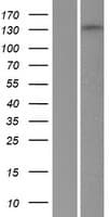 PPFIA1 / LIPRIN Protein (Over-Expression Lysate Myc-DDK (Flag))