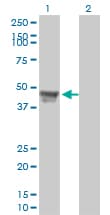 IHC-plus™ Monoclonal Mouse anti-Human RCC1 Antibody (clone 2F1, IHC, IF, WB)