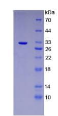 Mouse PTGES2 Protein (Recombinant His-T7)