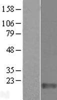 FAM136A Protein (Over-Expression Lysate Myc-DDK (Flag))