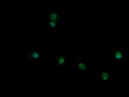 TRIM45 Antibody (aa288-580, clone 3G3, Carrier-free)