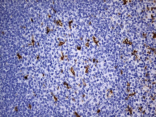 Monoclonal Mouse anti-Human CD68 Antibody (clone OTI2E2, aa22-319, IHC, WB)