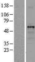 Human TUBB1 / Tubulin Beta 1 Protein (Over-Expression Lysate Myc-DDK (Flag))