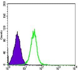 GSK3B / GSK3 Beta Antibody (clone 3D10)