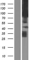 PCDHA1 Protein (Over-Expression Lysate Myc-DDK (Flag))