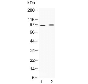 AKAP2 Antibody