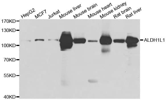 ALDH1L1 Antibody