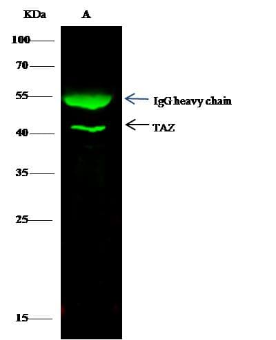 Polyclonal Rabbit anti-Human TAZ Antibody (Preservative Free, IHC, WB)