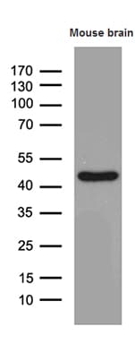 SEPT3 / Septin 3 Antibody (clone OTI2G3, Carrier-free)