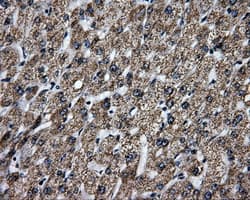 BRAF / B-Raf Antibody (clone OTI1D4)