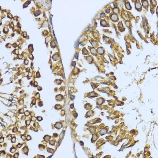 HSP90AA1 / Hsp90 Alpha A1 Antibody