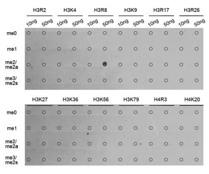 Histone H3 Antibody (Asym-Di-Methyl-Arg8)