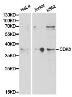 CDK6 Antibody