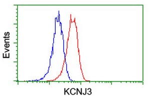 KCNJ3 / GIRK1 Antibody (aa279-501, clone OTI2E4, Carrier-free)