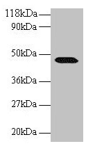 Cnpy2 / TMEM4 Antibody