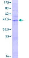Human ACER2 Protein (Recombinant GST)