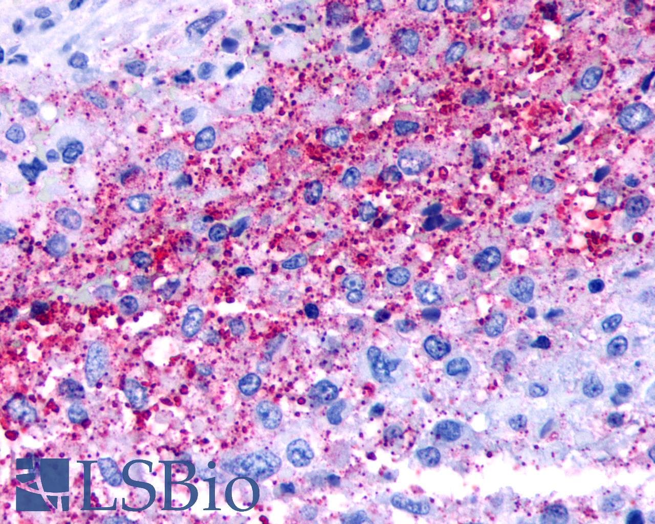 PathPlus™ Polyclonal Rabbit anti-Human NPBWR1 / GPR7 Antibody (Cytoplasmic Domain, IHC)