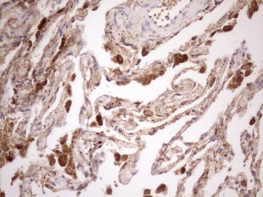 KCTD9 Antibody (aa1-223, clone OTI2G8, Carrier-free)