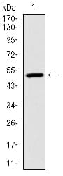 UBB / Ubiquitin B Antibody (clone 3C12)