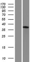 ASB7 Protein (Over-Expression Lysate Myc-DDK (Flag))