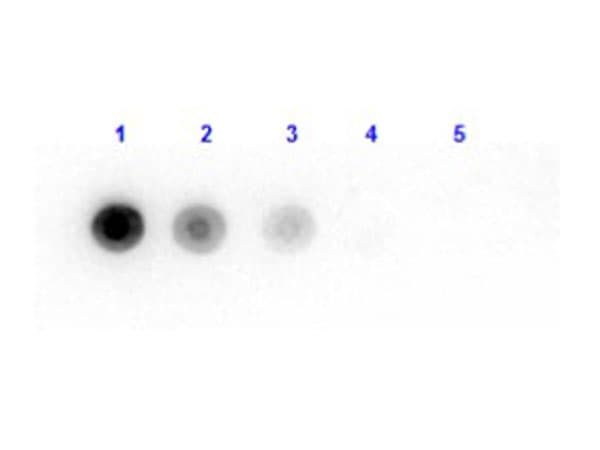 Bacterial Luciferase Antibody