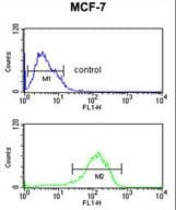 LSP1 Antibody (aa108-134)