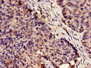 Polyclonal Rabbit anti-Human SERPINA5 / PCI Antibody (IHC, IF, WB)