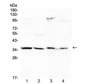 ANXA4 / Annexin IV Antibody