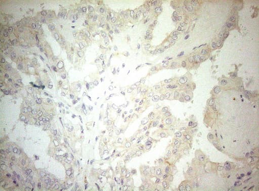OSGIN2 Antibody (aa1-250, clone OTI7D12)