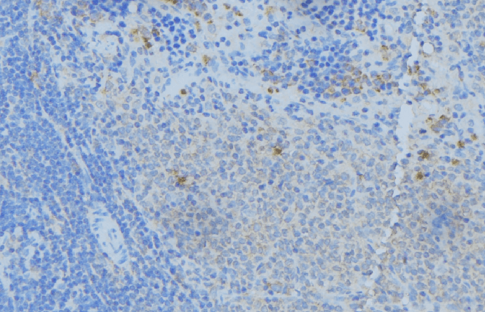 NPC2 Antibody