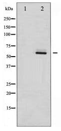 SYN / FYN Antibody