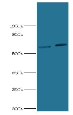 NR2C1 Antibody (aa1-240)