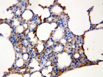 Polyclonal Rabbit anti-Mouse AQP5 / Aquaporin 5 Antibody (aa246-265, IHC, WB)