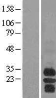 BAFF Receptor / CD268 Protein (Over-Expression Lysate Myc-DDK (Flag))