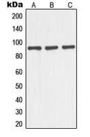 NOC3L Antibody (Internal)