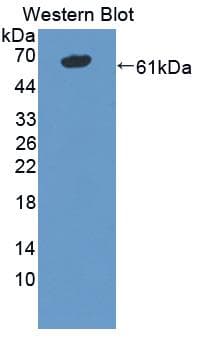 CD101 Antibody (aa666-937)