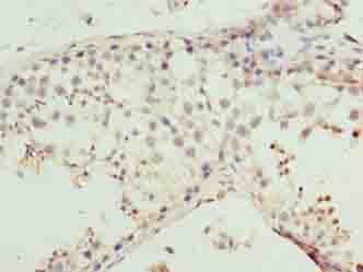 MMD2 Antibody