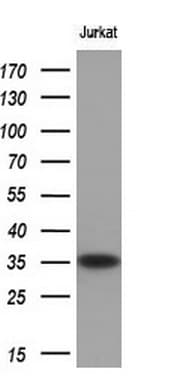 NKX3-1 Antibody (clone OTI4H6, Carrier-free)