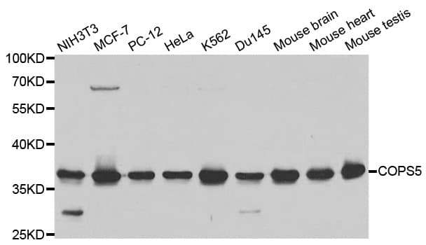 COPS5 / JAB1 Antibody