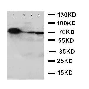 GCLC Antibody (aa7-24)