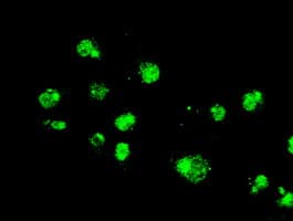 Monoclonal Mouse anti-Human MAPK1 / ERK2 Antibody (clone OTI4C2, IHC, IF, WB)