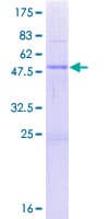 Human PTCD2 Protein (Recombinant GST)