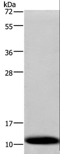 Polyclonal Rabbit anti-Human COXG / COX6B1 Antibody (IHC, WB)
