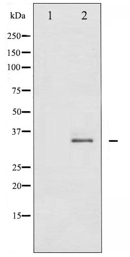 CDK1 / CDC2 Antibody (phospho-Tyr15)