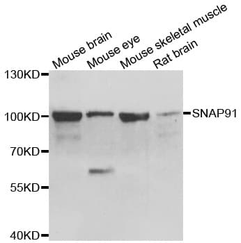 SNAP91 / AP180 Antibody